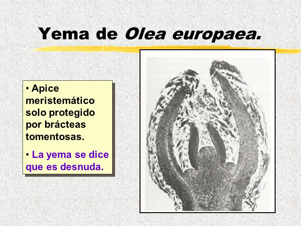 Yema de Olea europaea. Apice meristemático solo protegido por brácteas tomentosas.