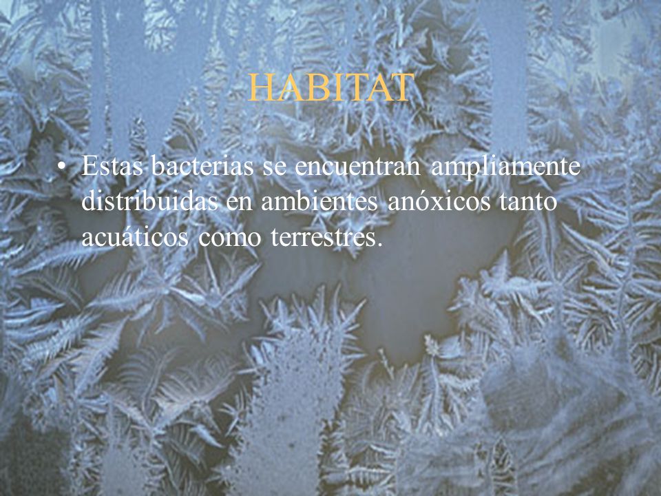 HABITAT Estas bacterias se encuentran ampliamente distribuidas en ambientes anóxicos tanto acuáticos como terrestres.