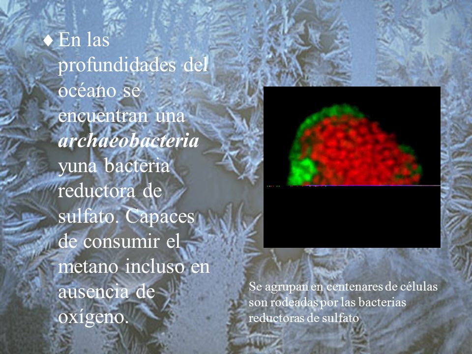 En las profundidades del océano se encuentran una archaeobacteria yuna bacteria reductora de sulfato. Capaces de consumir el metano incluso en ausencia de oxígeno.