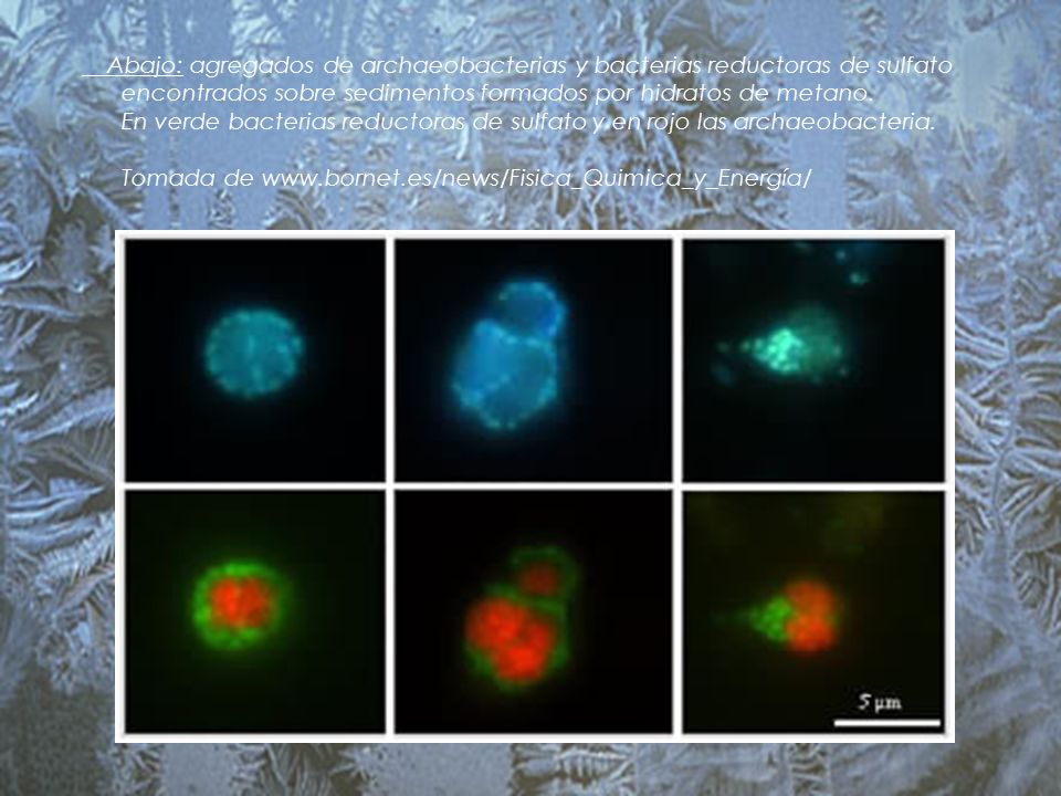 Abajo: agregados de archaeobacterias y bacterias reductoras de sulfato encontrados sobre sedimentos formados por hidratos de metano.