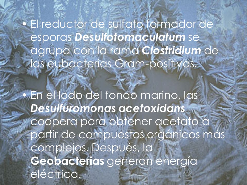 El reductor de sulfato formador de esporas Desulfotomaculatum se agrupa con la rama Clostridium de las eubacterias Gram-positivas.