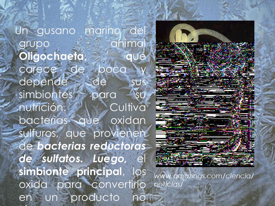 Un gusano marino del grupo animal Oligochaeta, que carece de boca y depende de sus simbiontes para su nutrición. Cultiva bacterias que oxidan sulfuros, que provienen de bacterias reductoras de sulfatos. Luego, el simbionte principal, los oxida para convertirlo en un producto no tóxico.
