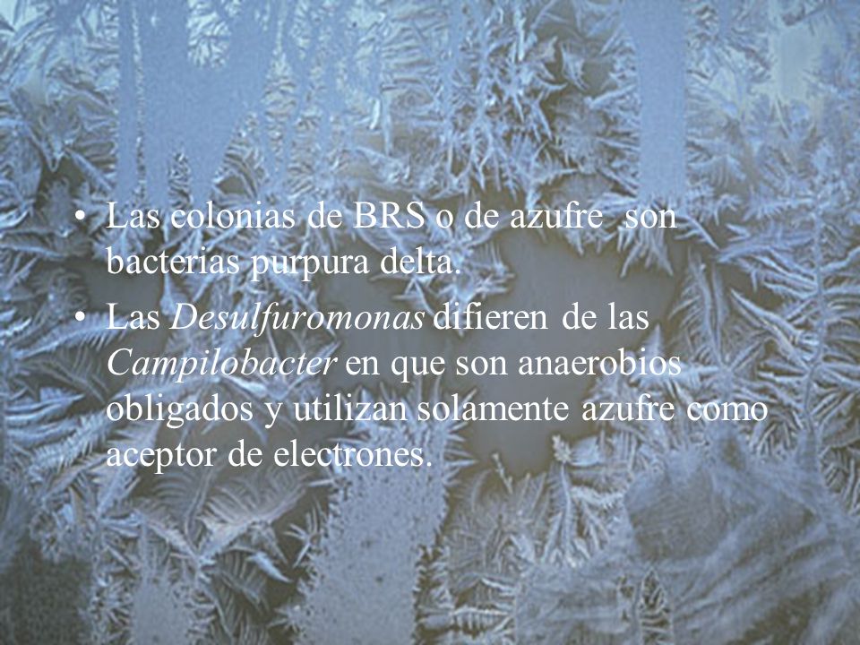 Las colonias de BRS o de azufre son bacterias purpura delta.