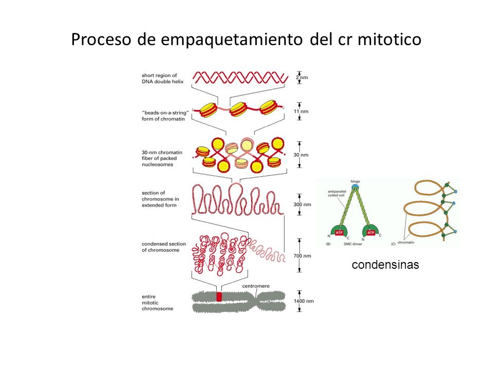 Proceso de empaquetamiento del cr mitotico
