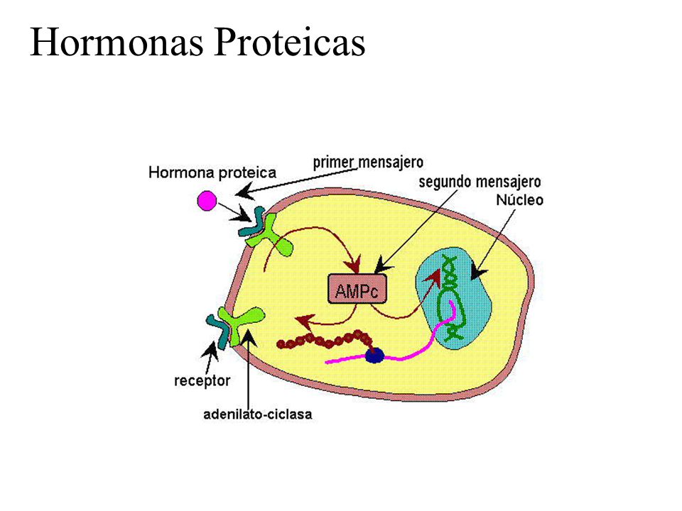 Hormonas Proteicas