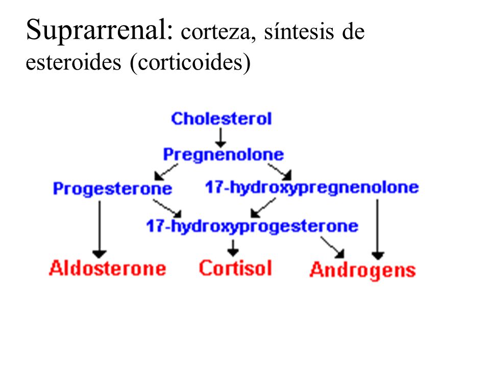 Suprarrenal: corteza, síntesis de esteroides (corticoides)