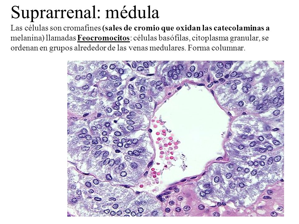 Suprarrenal: médula Las células son cromafines (sales de cromio que oxidan las catecolaminas a melanina) llamadas Feocromocitos: células basófilas, citoplasma granular, se ordenan en grupos alrededor de las venas medulares.