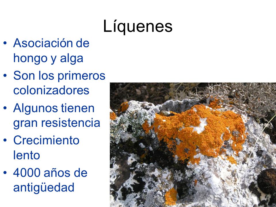 Líquenes Asociación de hongo y alga Son los primeros colonizadores