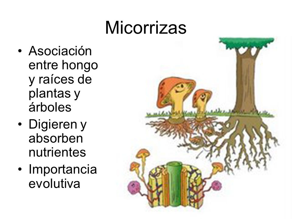 Micorrizas Asociación entre hongo y raíces de plantas y árboles