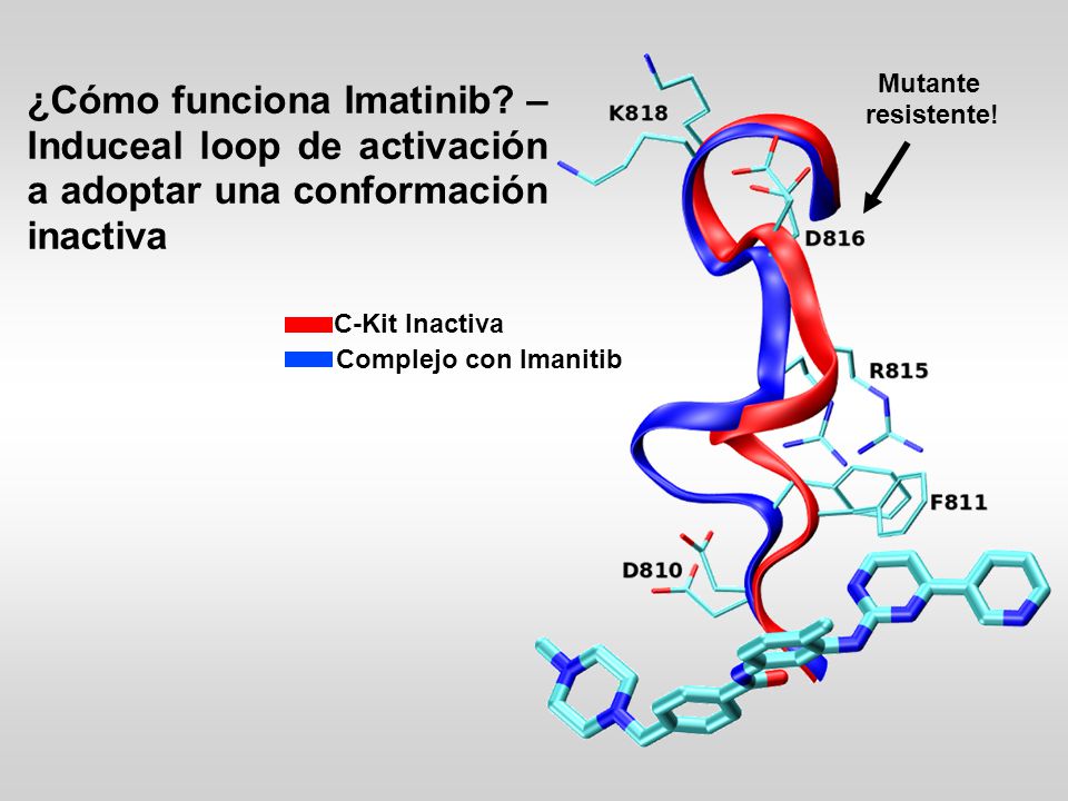 Mutante resistente! ¿Cómo funciona Imatinib – Induceal loop de activación a adoptar una conformación inactiva.