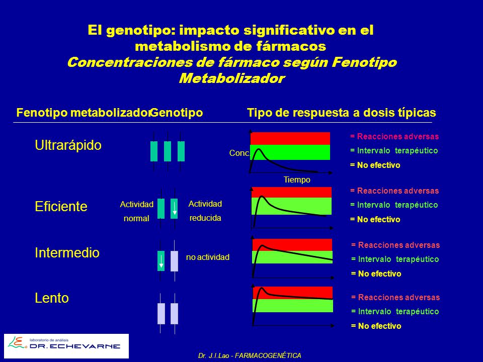 El genotipo: impacto significativo en el metabolismo de fármacos Concentraciones de fármaco según Fenotipo Metabolizador