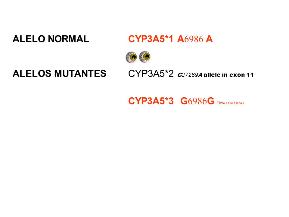 ALELO NORMAL CYP3A5*1 A6986 A ALELOS MUTANTES CYP3A5*2 C27289A allele in exon 11.
