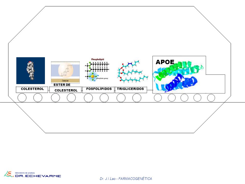 APOE APOE Dr. J.I.Lao - FARMACOGENÉTICA ESTER DE COLESTEROL COLESTEROL
