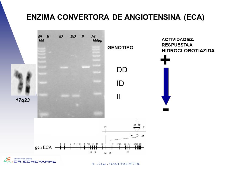 - + ENZIMA CONVERTORA DE ANGIOTENSINA (ECA) DD ID II HIDROCLOROTIAZIDA