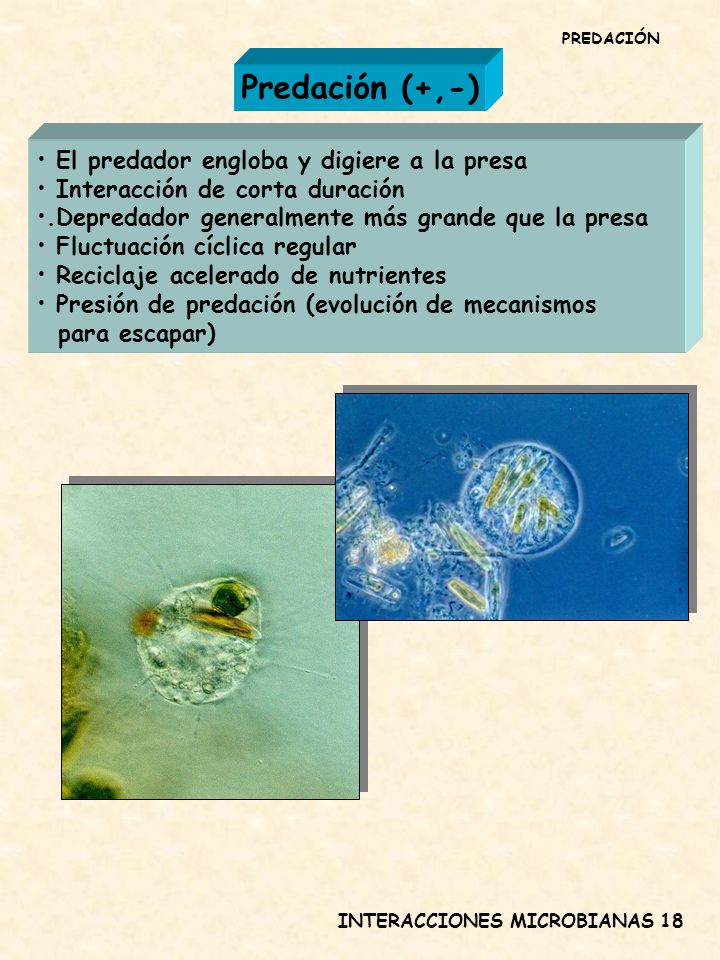 Predación (+,-) El predador engloba y digiere a la presa