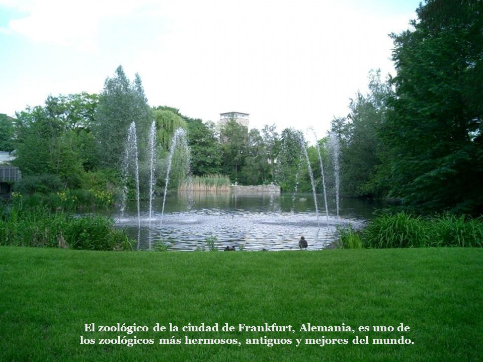 El zoológico de la ciudad de Frankfurt, Alemania, es uno de los zoológicos más hermosos, antiguos y mejores del mundo.