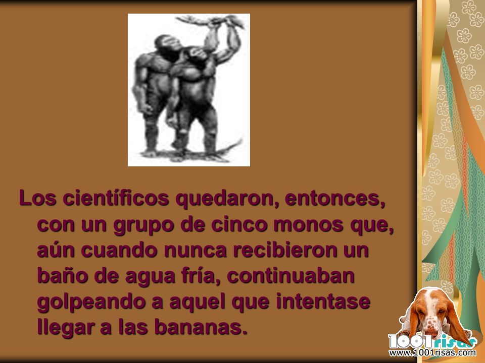 Los científicos quedaron, entonces, con un grupo de cinco monos que, aún cuando nunca recibieron un baño de agua fría, continuaban golpeando a aquel que intentase llegar a las bananas.