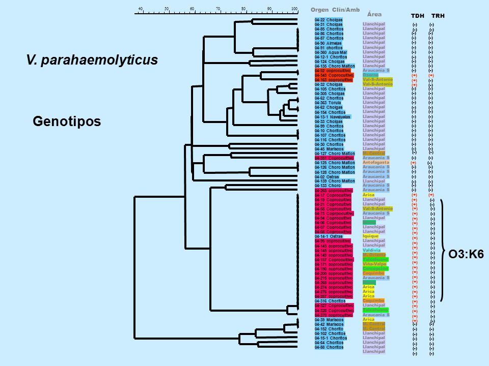 V. parahaemolyticus Genotipos O3:K6 Orgen Clin/Amb Área TDH TRH 40 50