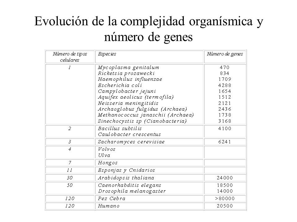Evolución de la complejidad organísmica y número de genes