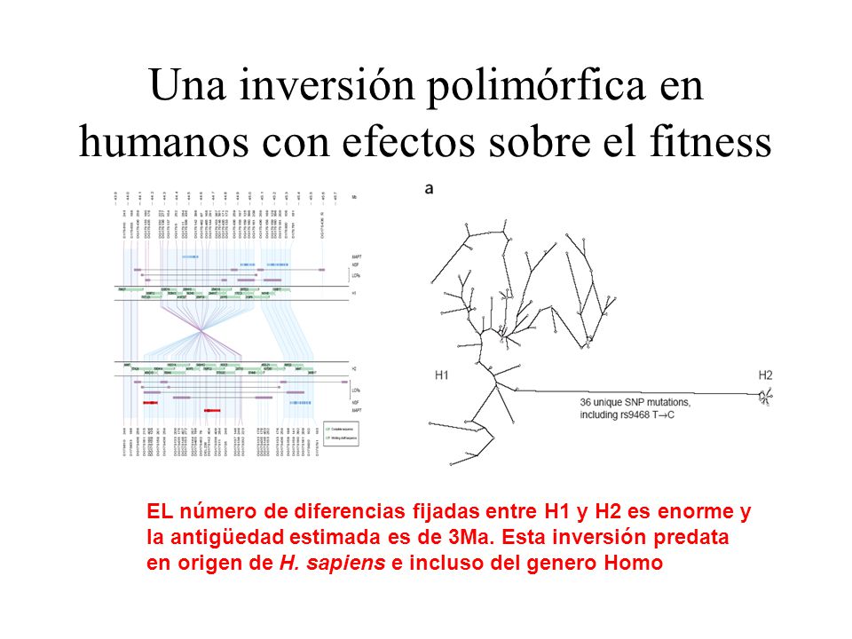 Una inversión polimórfica en humanos con efectos sobre el fitness
