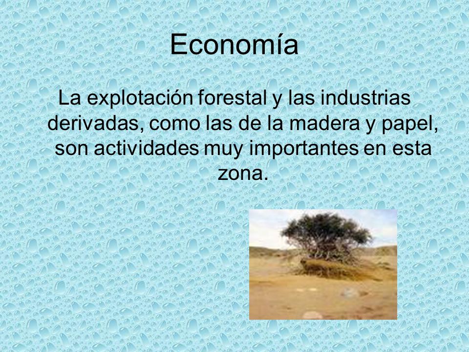 Economía La explotación forestal y las industrias derivadas, como las de la madera y papel, son actividades muy importantes en esta zona.