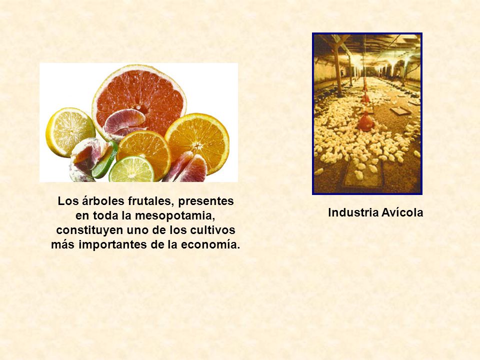 Los árboles frutales, presentes en toda la mesopotamia, constituyen uno de los cultivos más importantes de la economía.