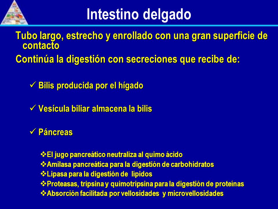 Intestino delgado Tubo largo, estrecho y enrollado con una gran superficie de contacto. Continúa la digestión con secreciones que recibe de: