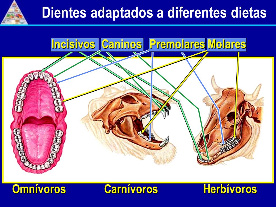 Dientes adaptados a diferentes dietas