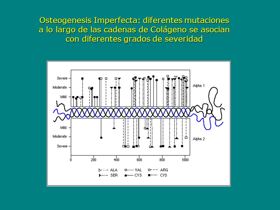 Osteogenesis Imperfecta: diferentes mutaciones a lo largo de las cadenas de Colágeno se asocian con diferentes grados de severidad