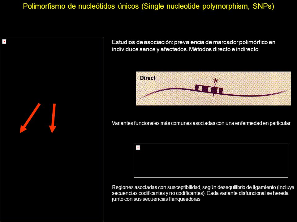 Polimorfismo de nucleótidos únicos (Single nucleotide polymorphism, SNPs)