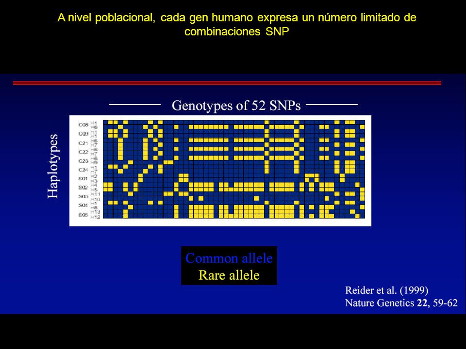 A nivel poblacional, cada gen humano expresa un número limitado de combinaciones SNP