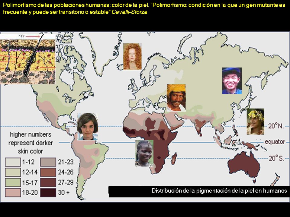 Polimorfismo de las poblaciones humanas: color de la piel