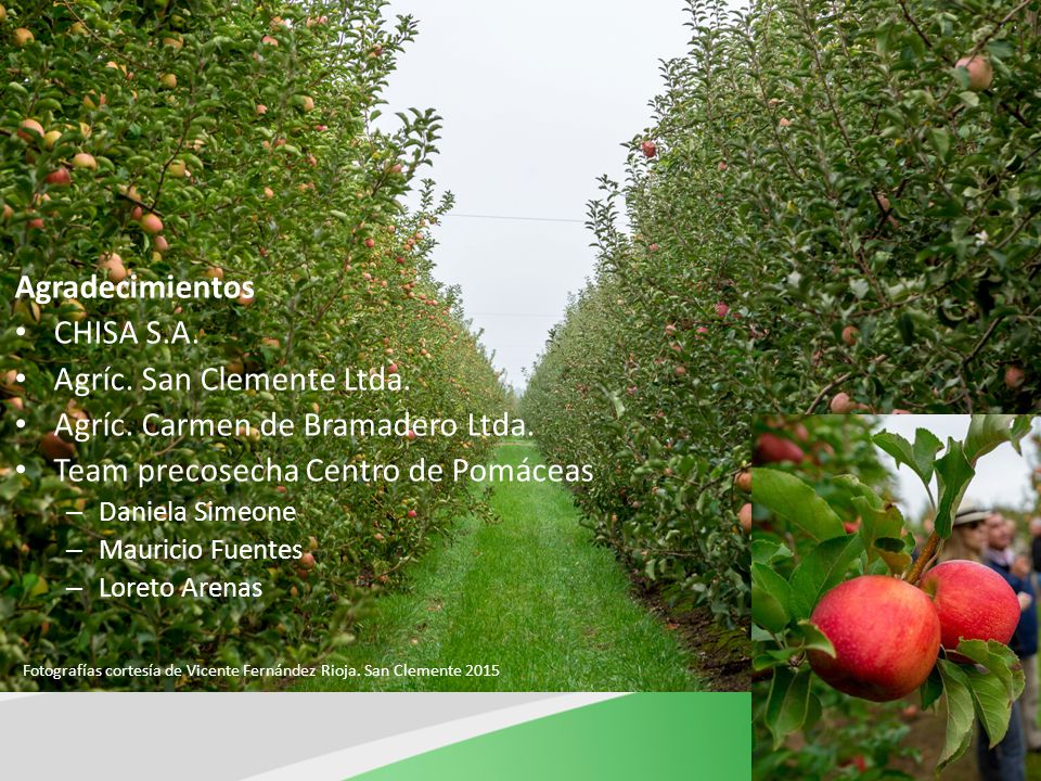Fotografías cortesía de Vicente Fernández Rioja. San Clemente 2015