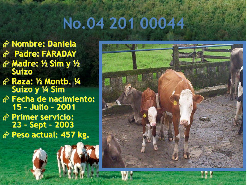 No Nombre: Daniela Padre: FARADAY Madre: ½ Sim y ½ Suizo