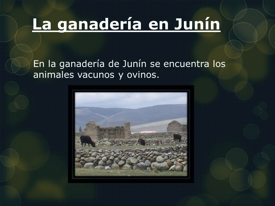 La ganadería en Junín En la ganadería de Junín se encuentra los animales vacunos y ovinos.