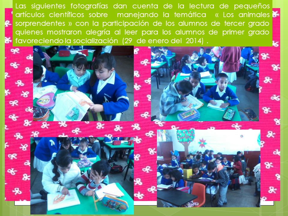 Las siguientes fotografías dan cuenta de la lectura de pequeños artículos científicos sobre manejando la temática « Los animales sorprendentes » con la participación de los alumnos de tercer grado quienes mostraron alegría al leer para los alumnos de primer grado favoreciendo la socialización (29 de enero del 2014) .