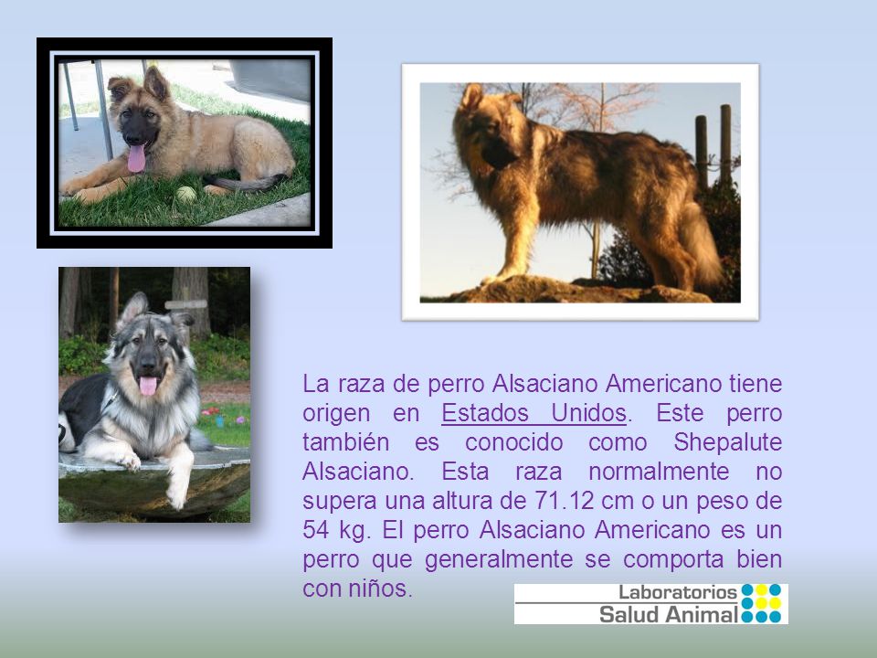 La raza de perro Alsaciano Americano tiene origen en Estados Unidos