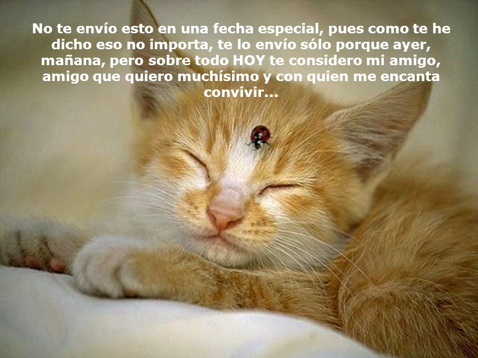 No te envío esto en una fecha especial, pues como te he dicho eso no importa, te lo envío sólo porque ayer, mañana, pero sobre todo HOY te considero mi amigo, amigo que quiero muchísimo y con quien me encanta convivir...