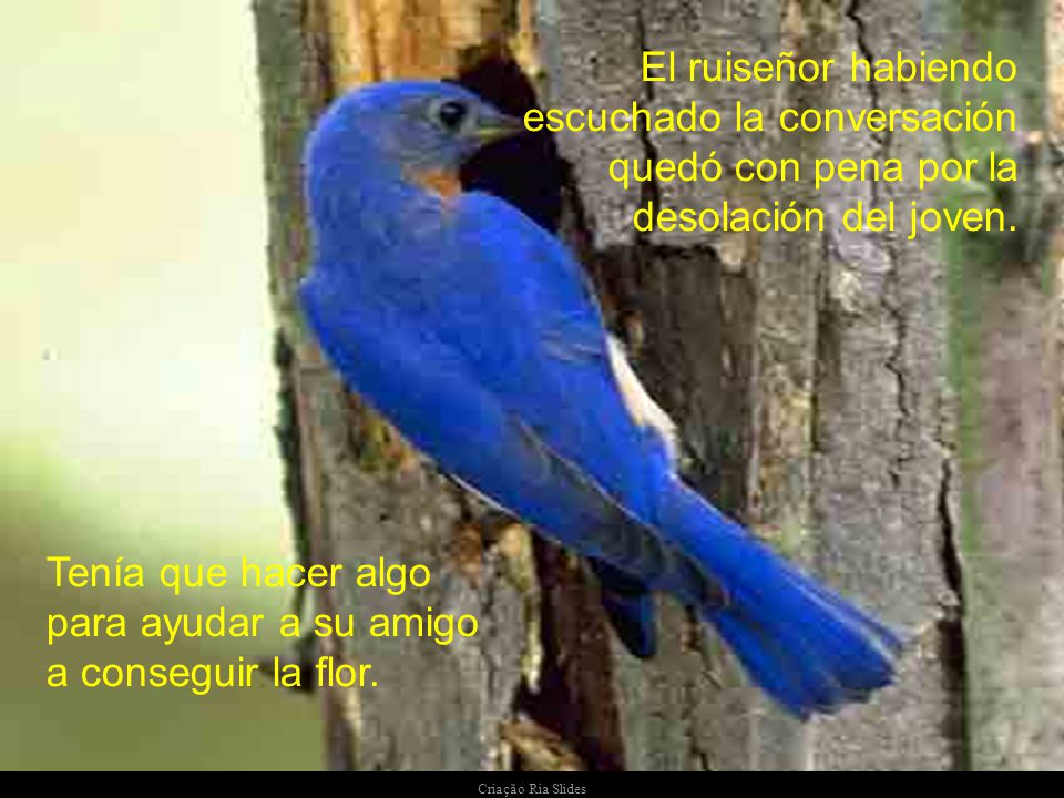 Tenía que hacer algo para ayudar a su amigo a conseguir la flor.