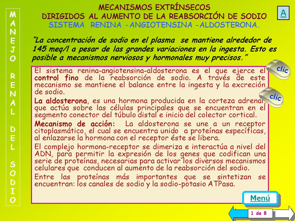 A MANEJO RENAL DEL SODIO. MECANISMOS EXTRÍNSECOS DIRIGIDOS AL AUMENTO DE LA REABSORCIÓN DE SODIO SISTEMA RENINA -ANGIOTENSINA -ALDOSTERONA.