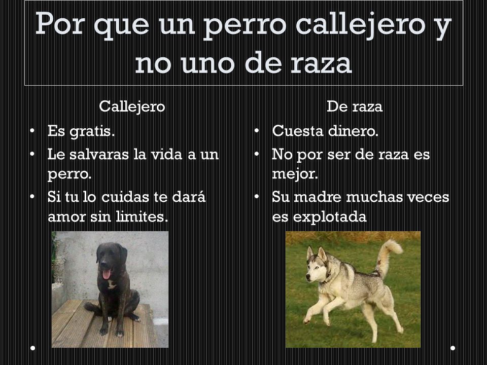 Por que un perro callejero y no uno de raza