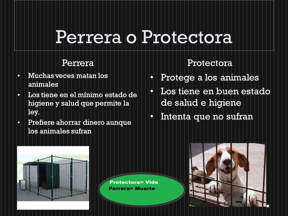 Perrera o Protectora Perrera Protectora Protege a los animales