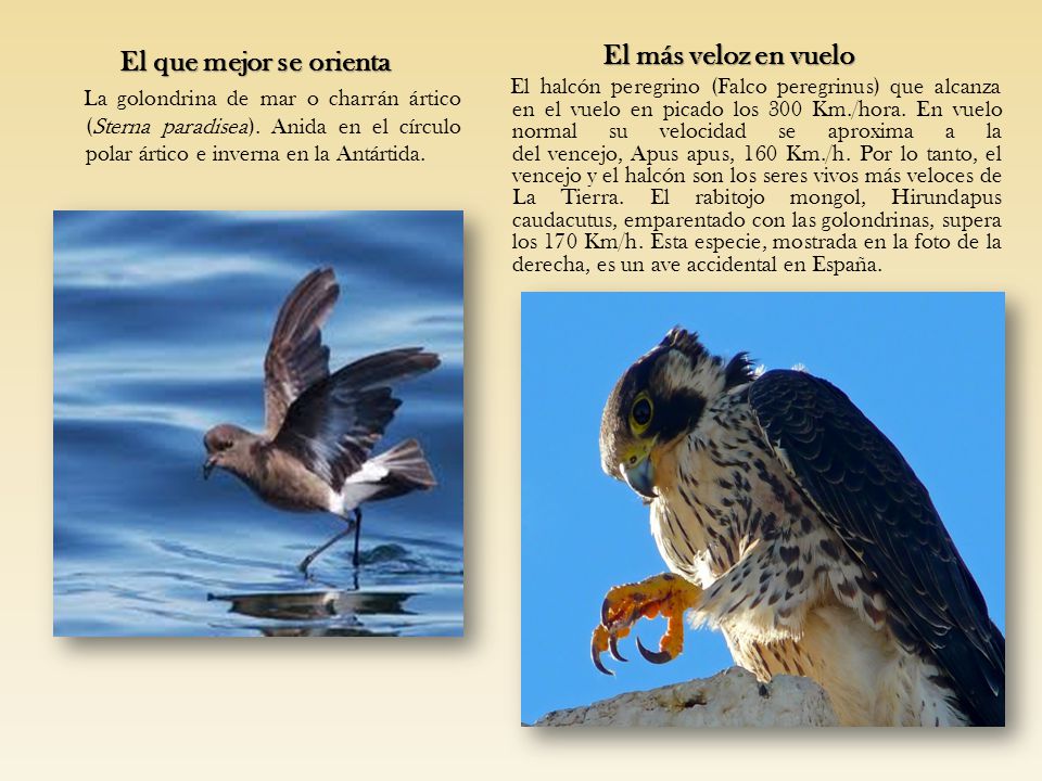 El más veloz en vuelo El que mejor se orienta