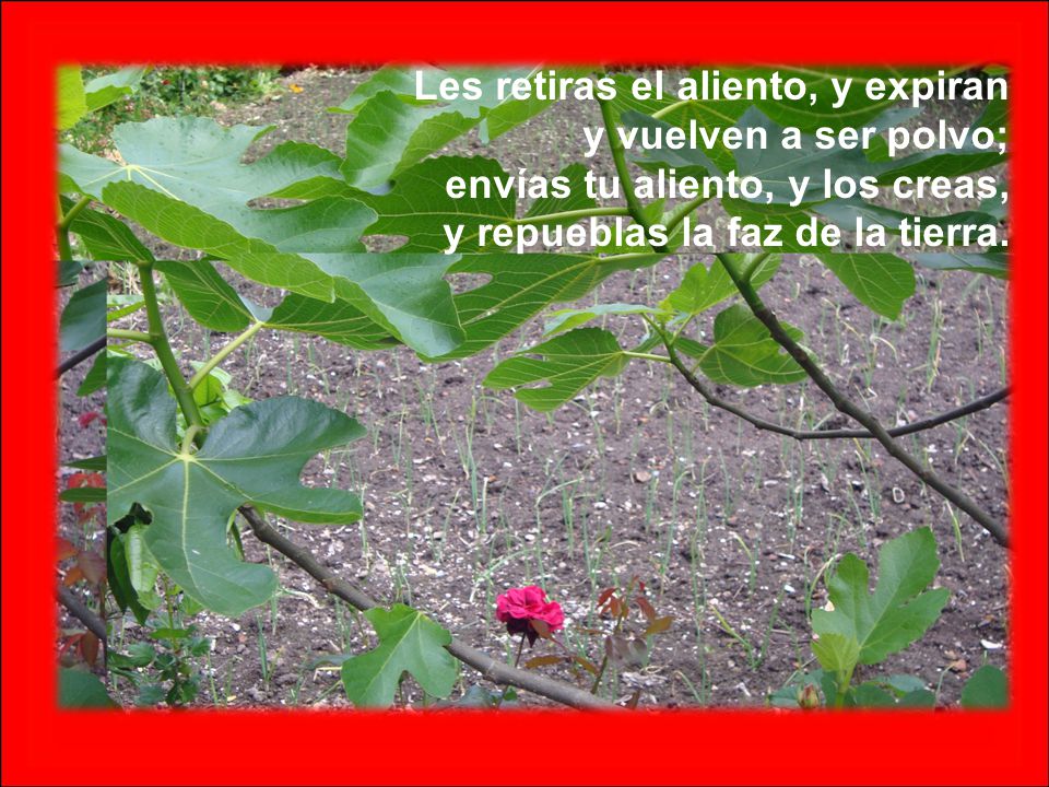 Les retiras el aliento, y expiran y vuelven a ser polvo; envías tu aliento, y los creas, y repueblas la faz de la tierra.