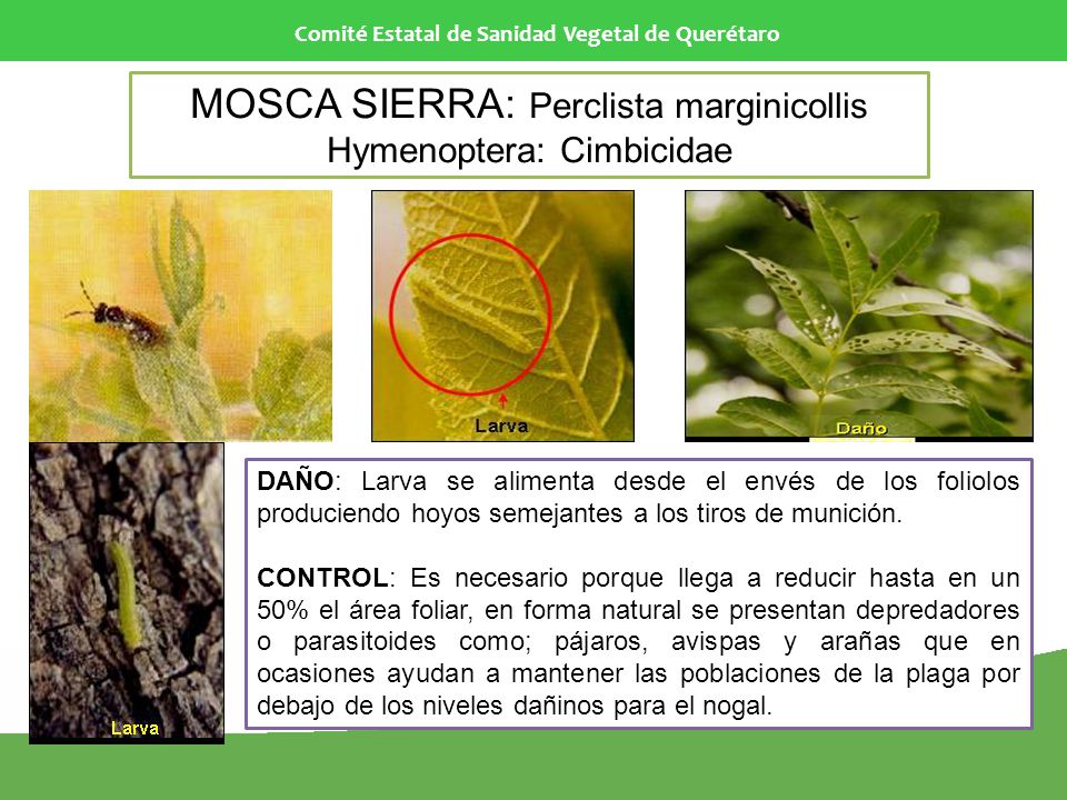 MOSCA SIERRA: Perclista marginicollis