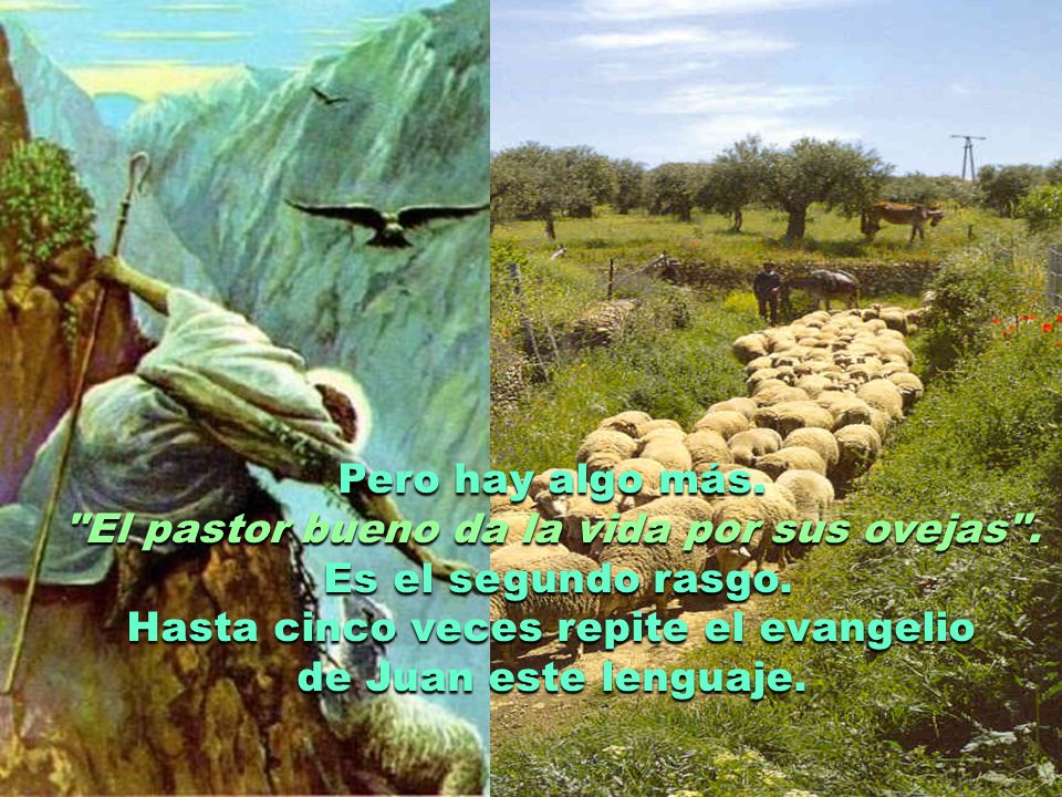 El pastor bueno da la vida por sus ovejas . Es el segundo rasgo.