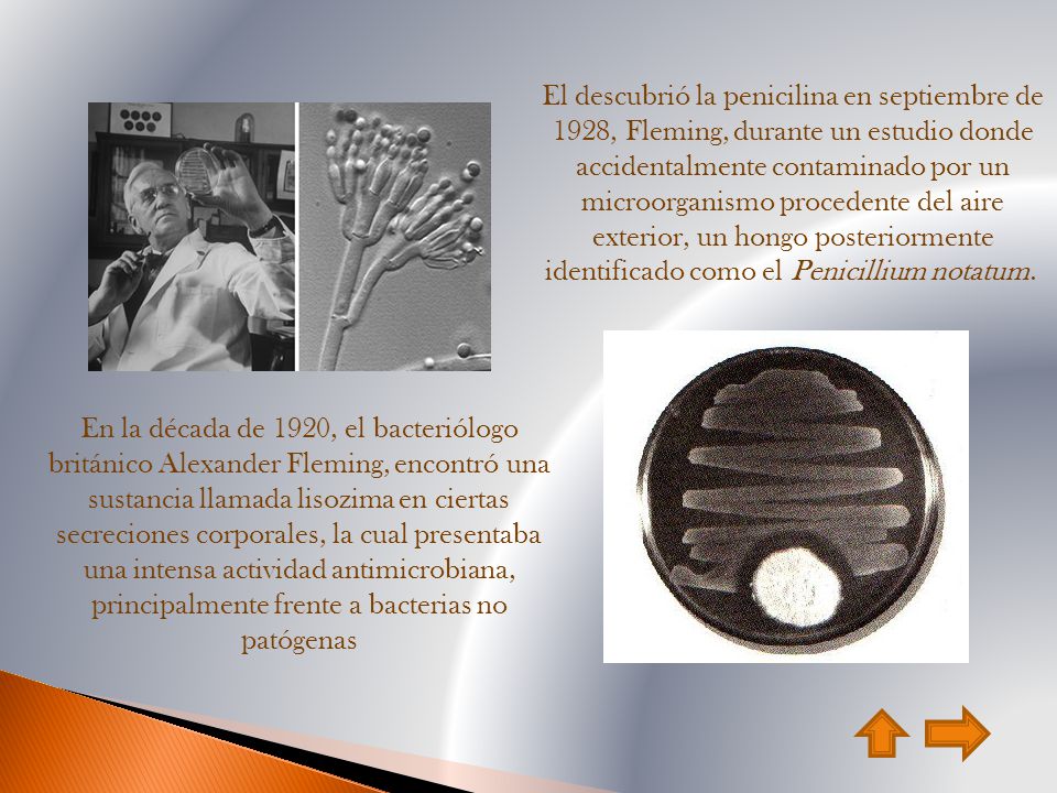 El descubrió la penicilina en septiembre de 1928, Fleming, durante un estudio donde accidentalmente contaminado por un microorganismo procedente del aire exterior, un hongo posteriormente identificado como el Penicillium notatum.