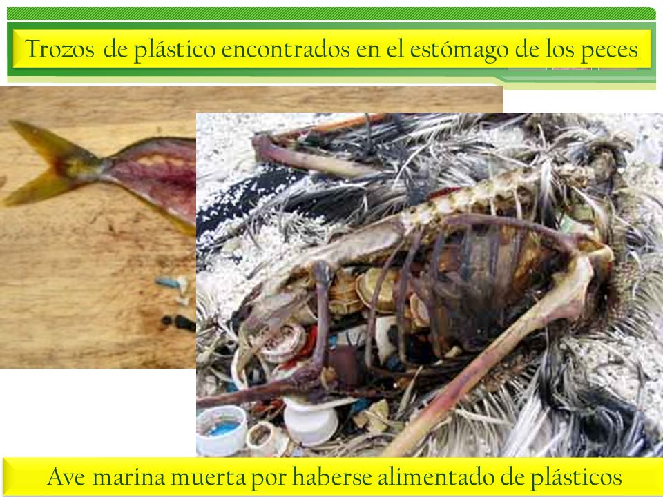 Trozos de plástico encontrados en el estómago de los peces