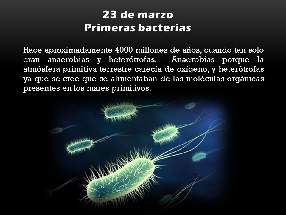 Resultado de imagen de Las primeras bacterias