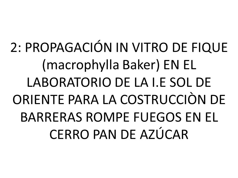2: PROPAGACIÓN IN VITRO DE FIQUE (macrophylla Baker) EN EL LABORATORIO DE LA I.E SOL DE ORIENTE PARA LA COSTRUCCIÒN DE BARRERAS ROMPE FUEGOS EN EL CERRO PAN DE AZÚCAR